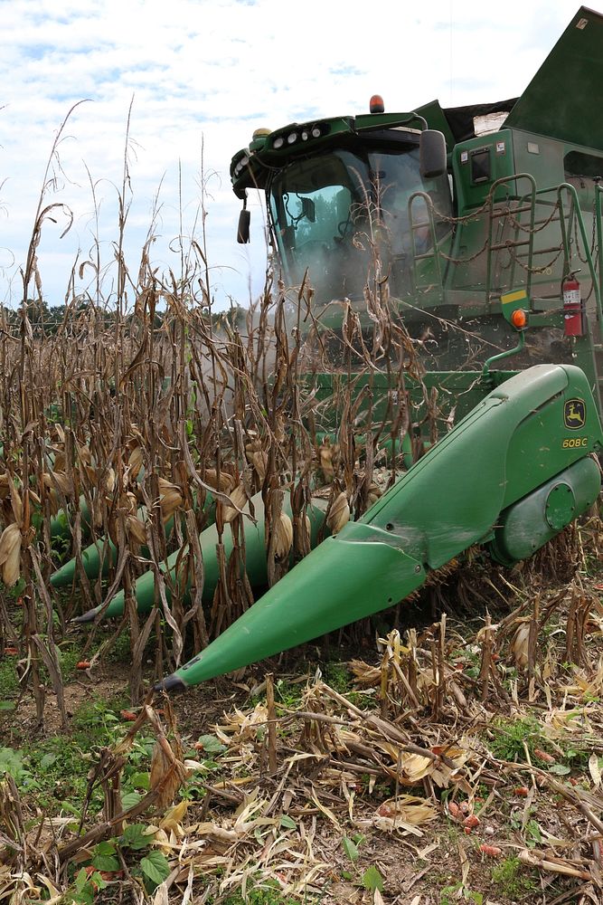 Combine Header Harvesting Corn