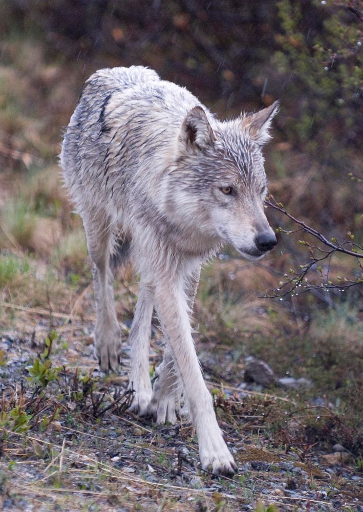 Gray Wolf. Original public domain image from Flickr