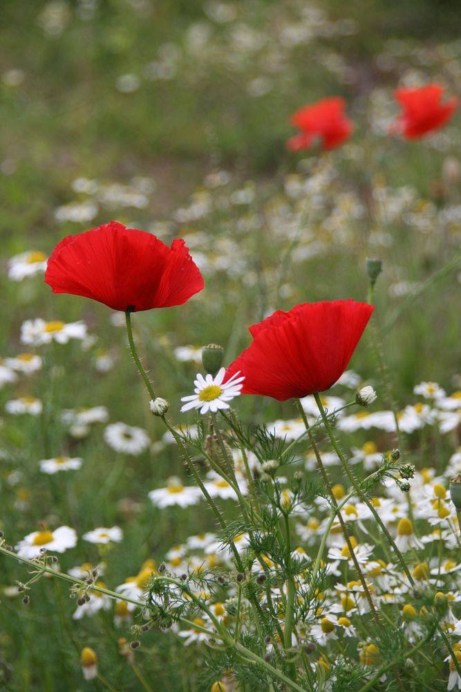 Poppies 4[[Remembrance Day: If you wish to use this image in connection with reporting or promoting anything to do with…