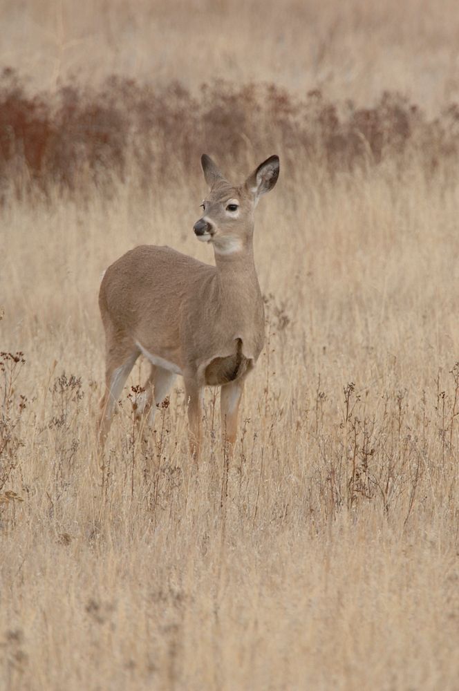 White tailed deer graze in the National Bison Range Wildlife Refuge in Montana on November 17, 2007.