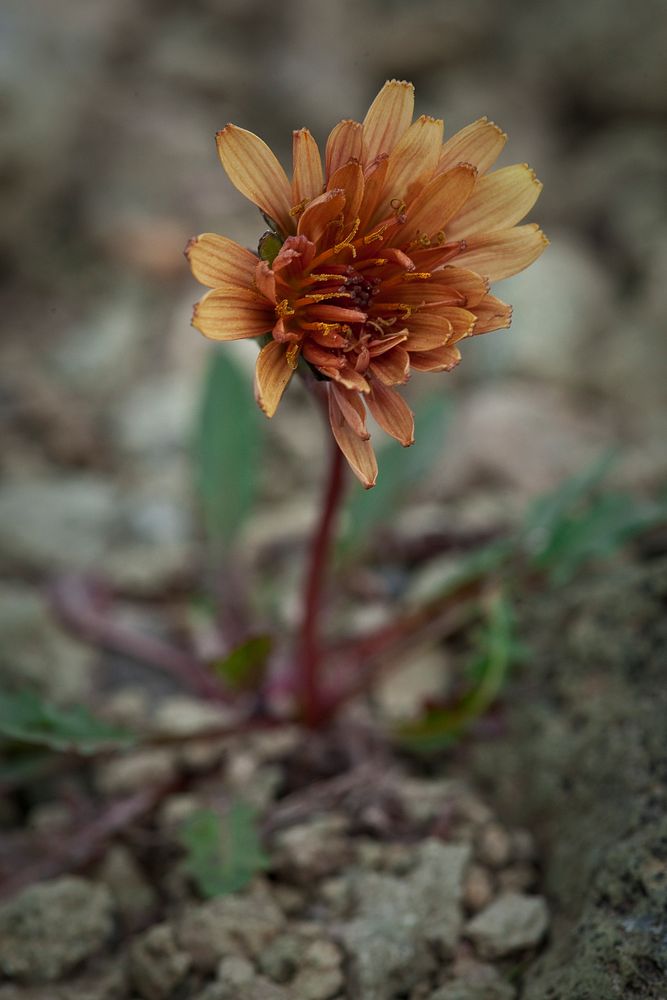 Dandelion. Original public domain image from Flickr