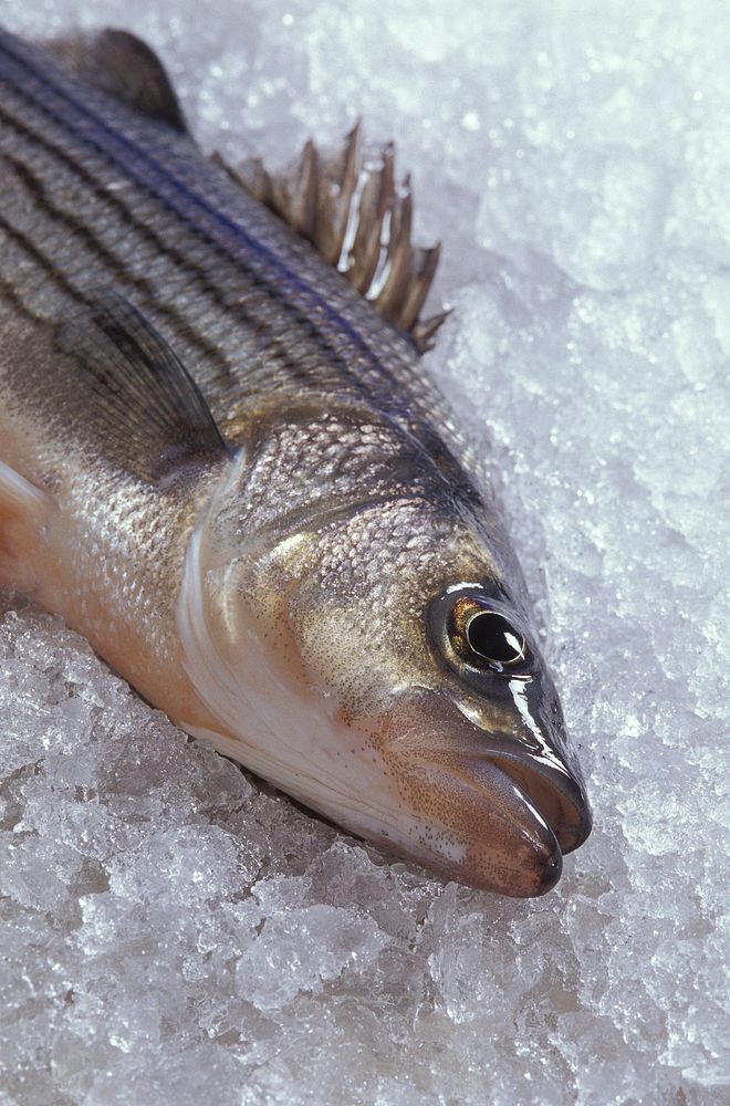 A Hybrid striped bass, also known as sunshine bass rest on ice to preserve freshness. USDA photo by Peggy Greb. Original…