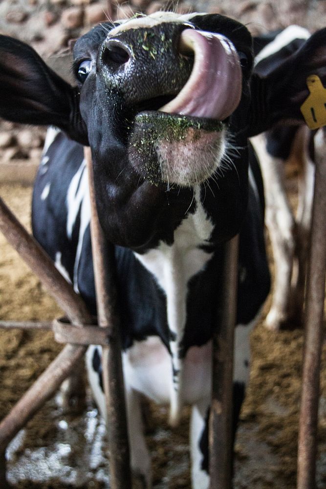 Holstein Friesian cattle, dairy livestock animal. Free public domain CC0 photo.