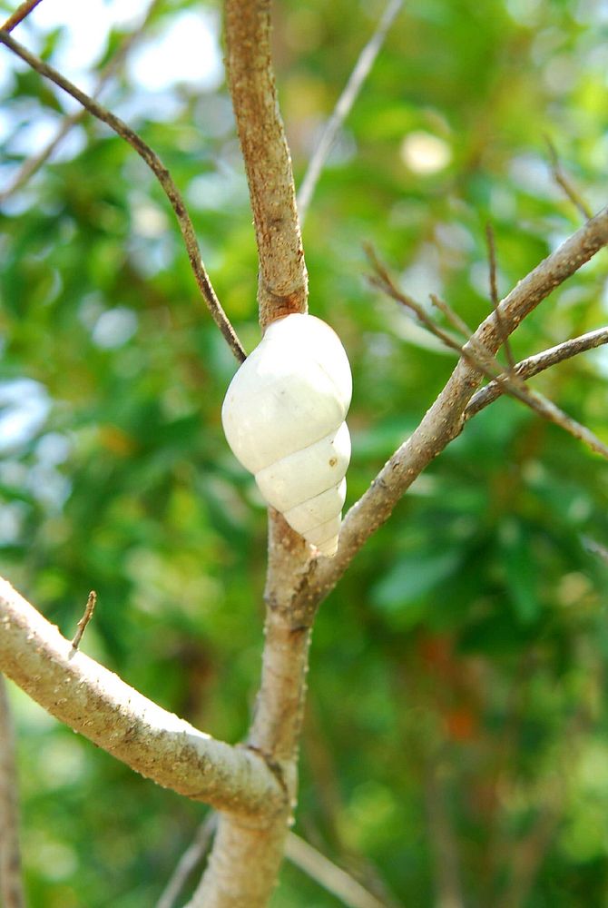 Tree Snail, NPS Photo.