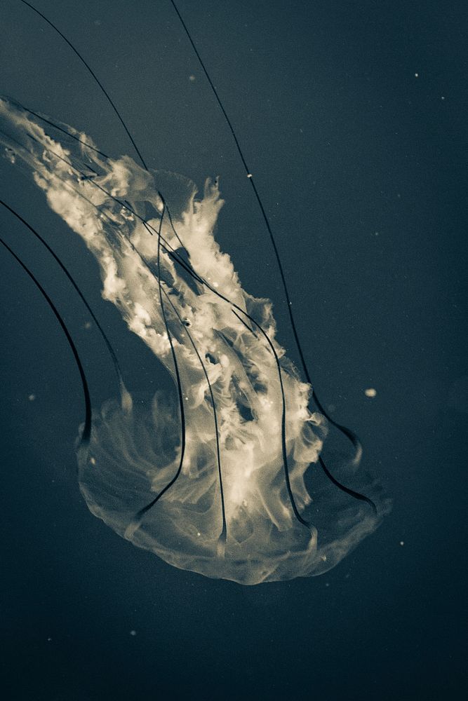 Jellyfish. Original public domain image from Flickr