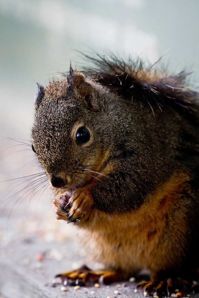 Squirrel. Original public domain image from Flickr