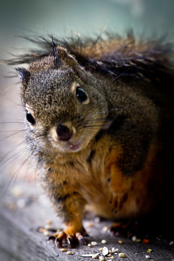 Squirrel. Original public domain image from Flickr