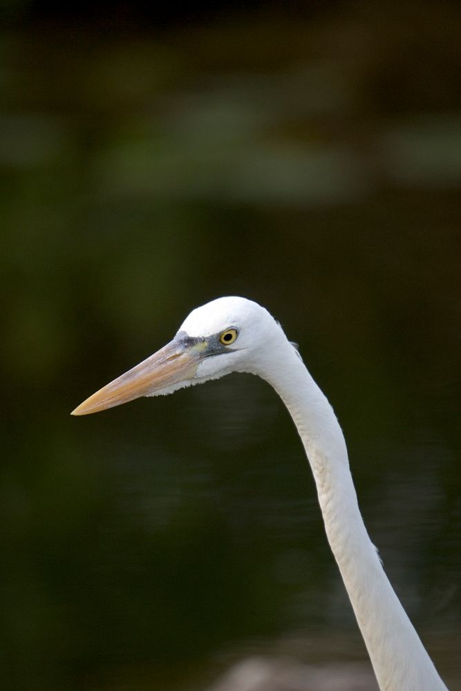 Great White Heron, NPSPhoto, R. Cammauf .