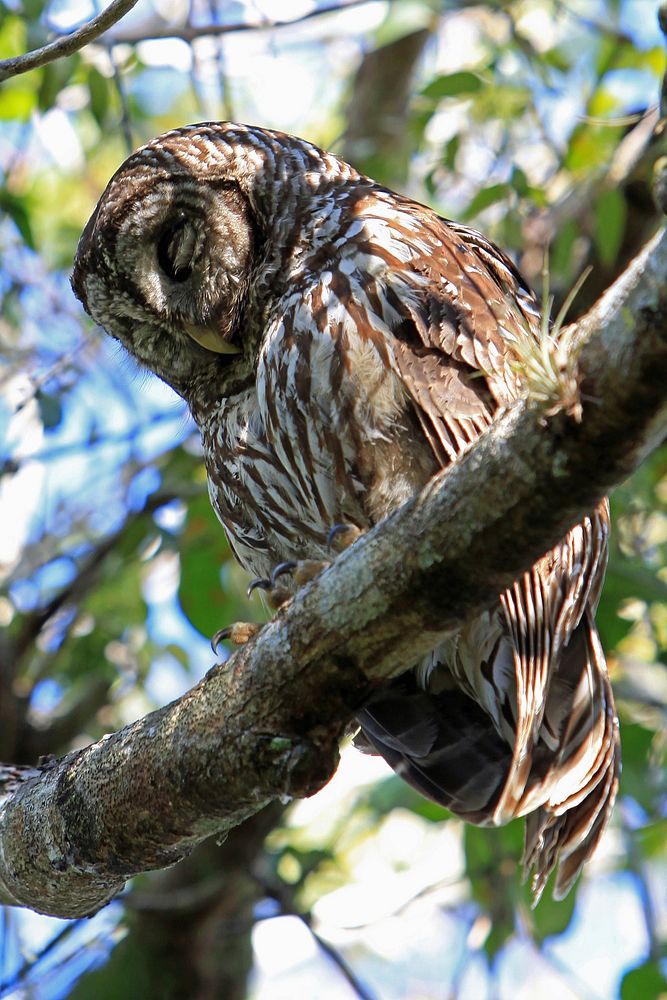 Barred Owl- Sleeping. Original public domain image from Flickr