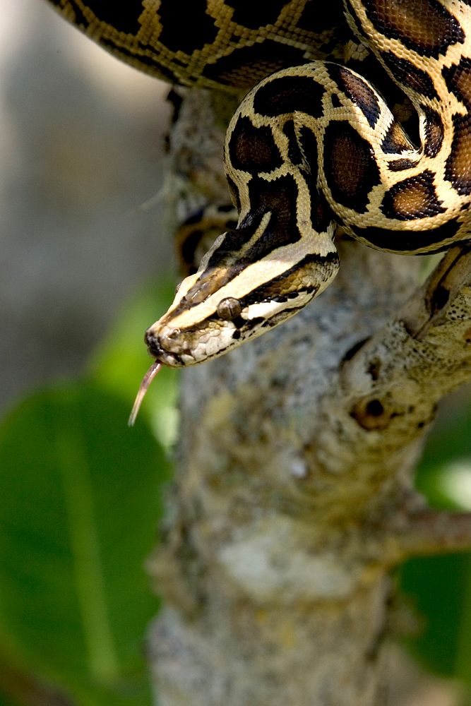 Burmese Python. Original public domain image from Flickr