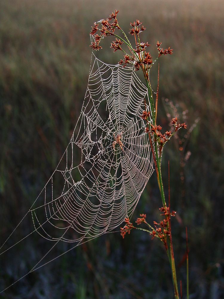 Spider Web in Sawgrass. Original public domain image from Flickr