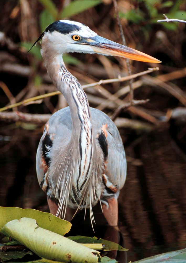 A great blue heron being observed at the savannah river site.