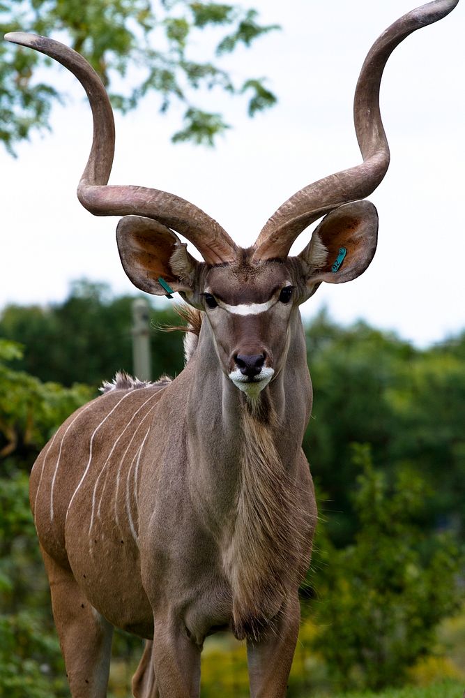 Greater kudu.