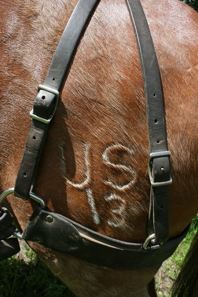 USFS Mule Brand. Trail to Little Silverlead, Salmon-Challis National Forest, USA. Original public domain image from Flickr