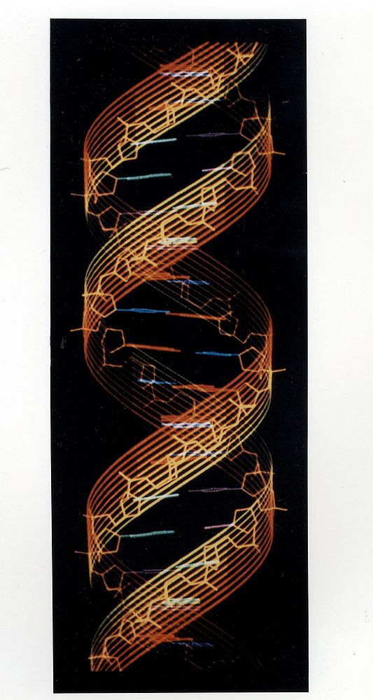 The Structure of the Genetic Script. In the body, DNA usually takes the form of a highly regular double-stranded helix…