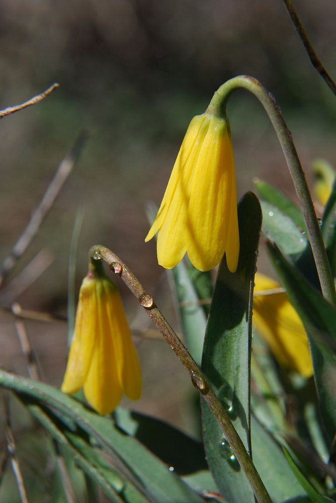 Yellow FritillaryYellow Fritillary (Fritillaria spp). Location: North Ogden Pass, Ogden Ranger District, Uinta-Wasatch-Cache…