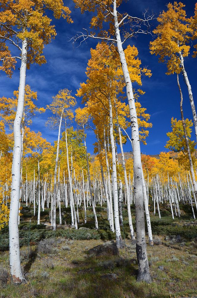 Pando in the Fall, Fishlake National Forest. Original public domain image from Flickr