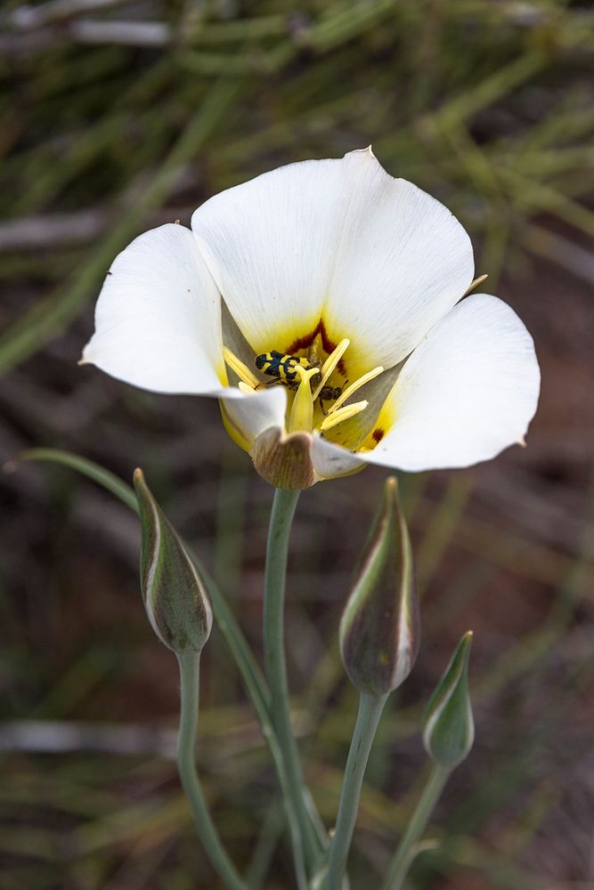 Sego Lily and FriendsCredit: NPS/Kait Thomas. Original public domain image from Flickr