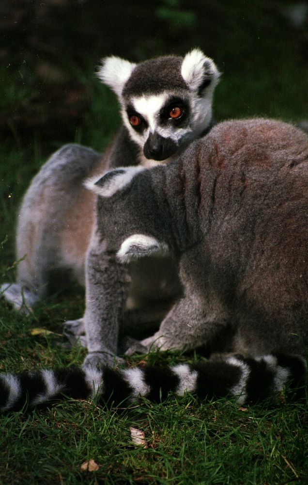 Ring-tailed lemurs / Gyűrűsfark&uacute; makik.