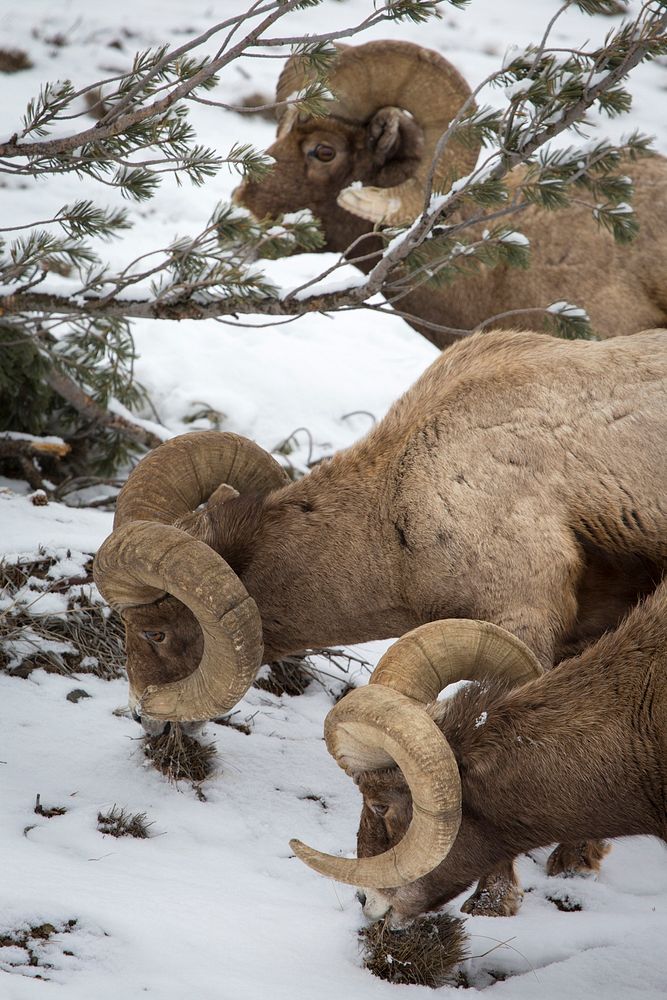 Bighorn sheep ramsThree bighorn sheep rams feeding in winter by Neal Herbert. Original public domain image from Flickr