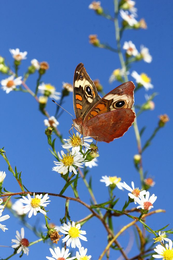 Beautiful butterfly in nature. Free public domain CC0 photo. 