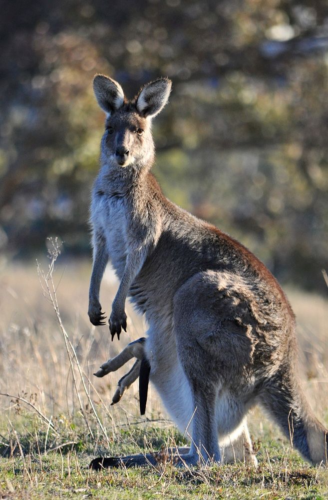 Female eastern grey kangaroo with Joey.