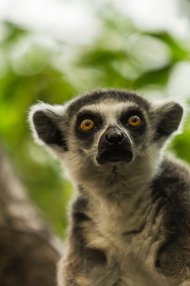 Ring-tailed lemur / Gyűrűsfark&uacute; maki.