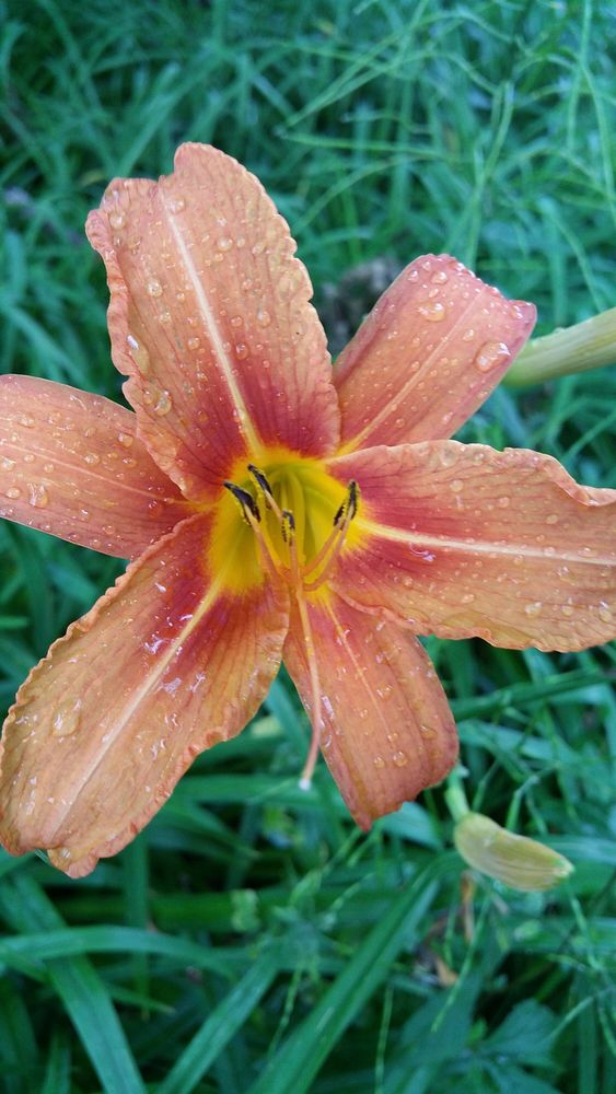 Daylily. Original public domain image from Flickr