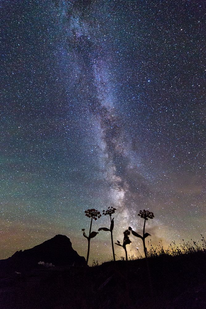 Flowers and Milky Way Portrait. Original public domain image from Flickr