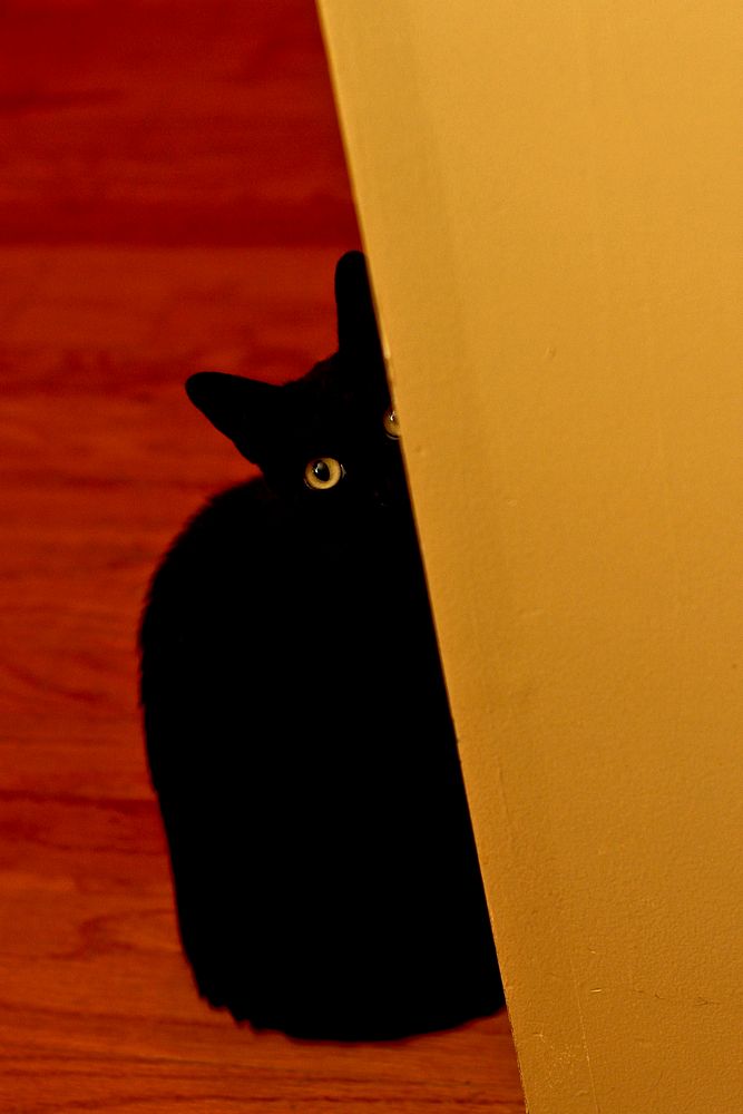 Black cat with yellow eyes peeking out of a wall. Original public domain image from Flickr