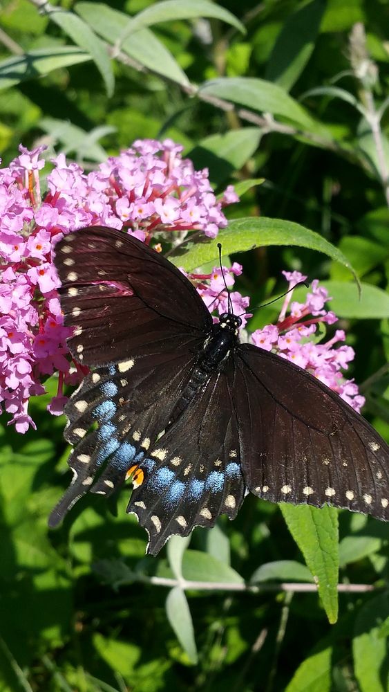 Eastern black swallowtail butterfly with buddleja.