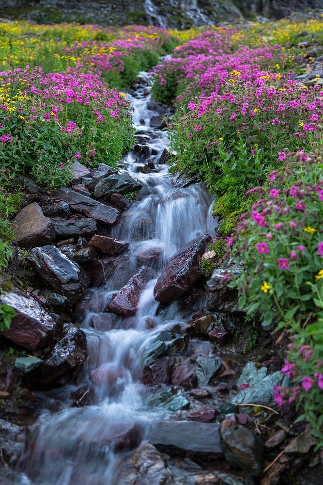 Wildflowers Below Clements Mountain Portrait. Original public domain image from Flickr