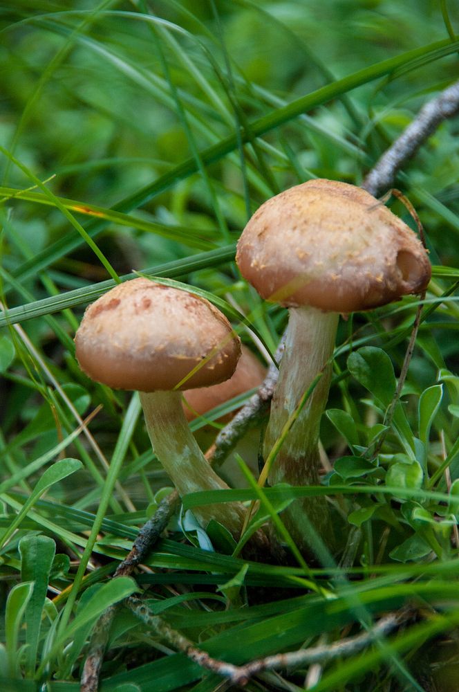 Barbershop Trail No. 91Mushrooms growing along the trail. Credit: U.S. Forest Service, Coconino National Forest. Original…