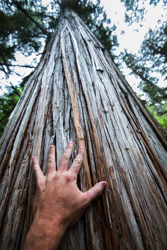 Hand On Cedar. Original public domain image from Flickr