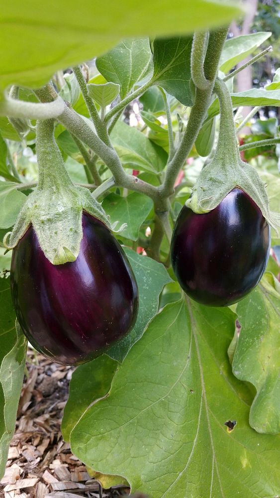 Eggplant. Original public domain image from Flickr