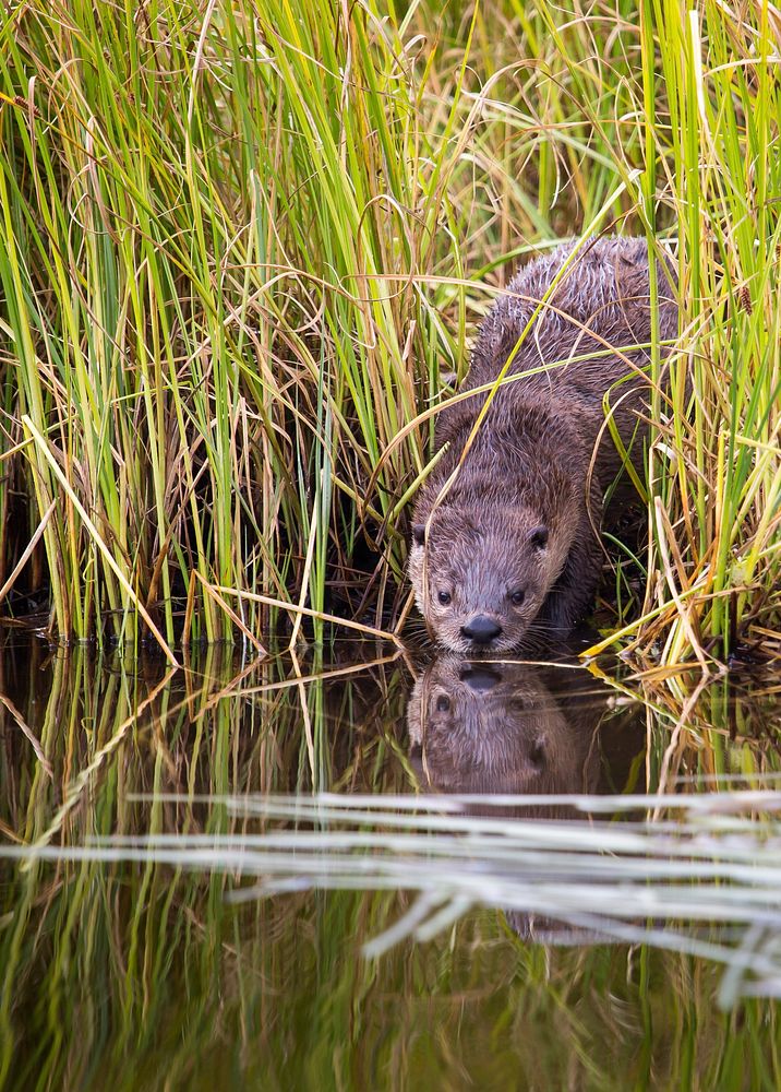 River otter, Swan Lake area. Original public domain image from Flickr