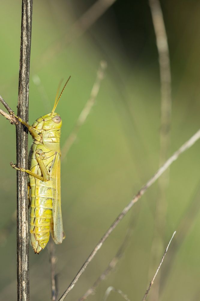 Differential Grasshopper. Free public domain CC0 photo.