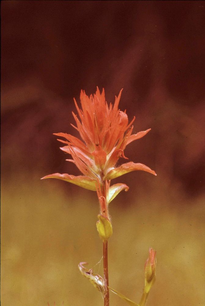 Indian Paintbrush at Box Canyon, Willamette National Forest. Original public domain image from Flickr