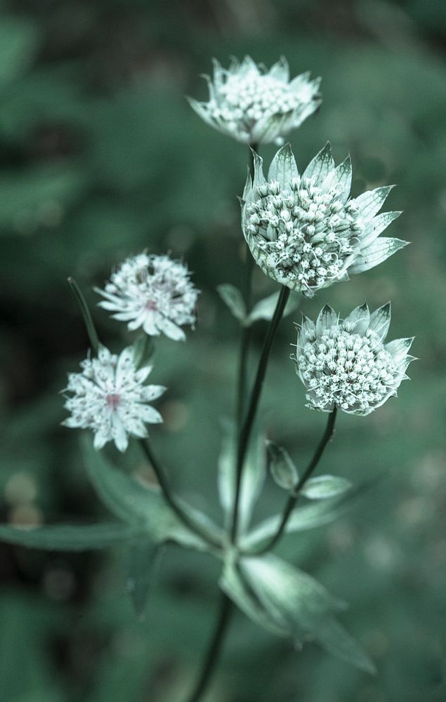 Round white flower.