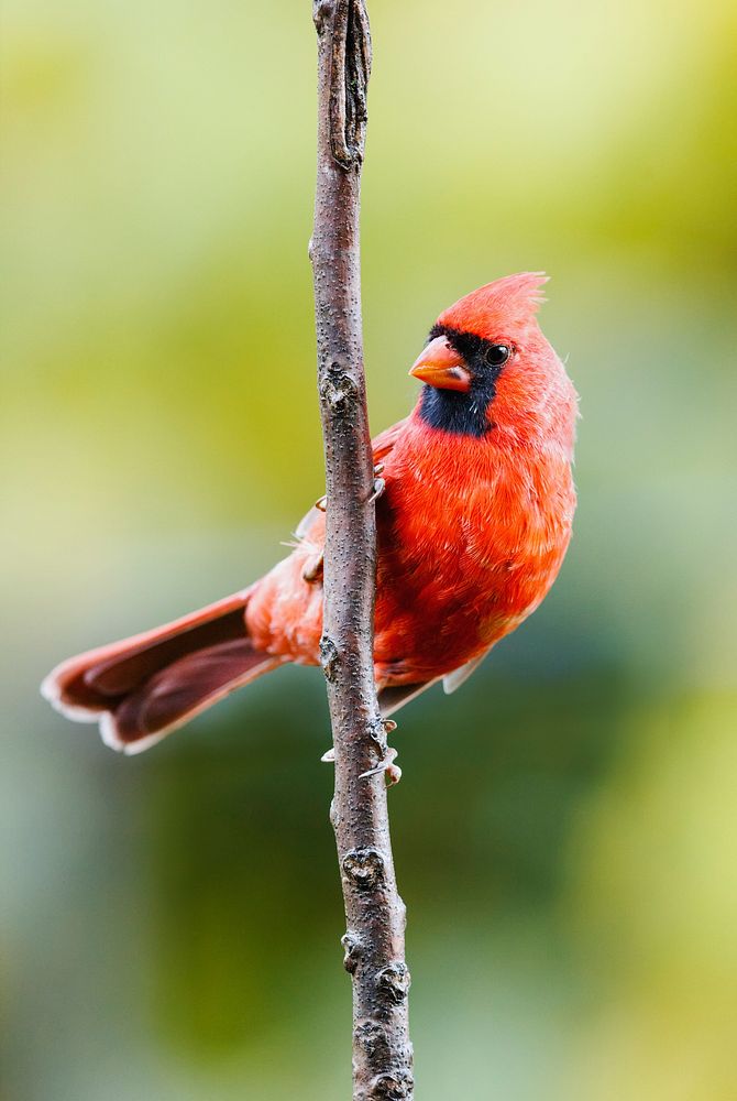 Northern cardinal bird. Free public domain CC0 photo.