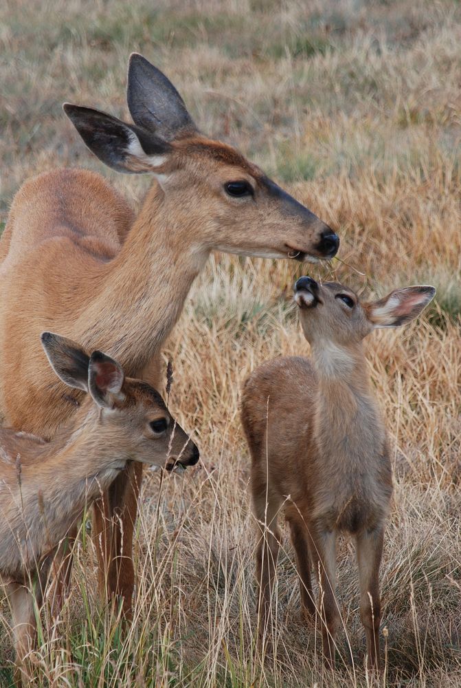 Animal Mammal Blacktail Deer fawns. Original public domain image from Flickr