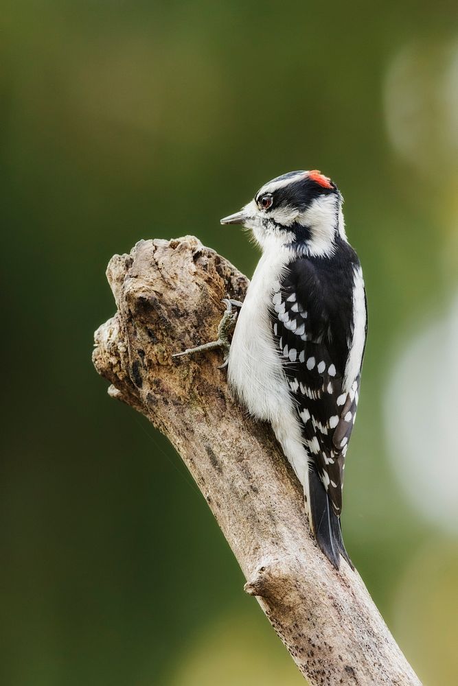 Downy woodpecker, male bird. Free public domain CC0 image.