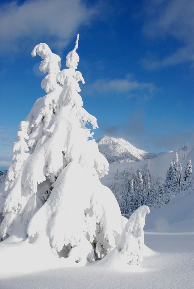 Winter snow ice trees frozen Hurrican ridge. Original public domain image from Flickr