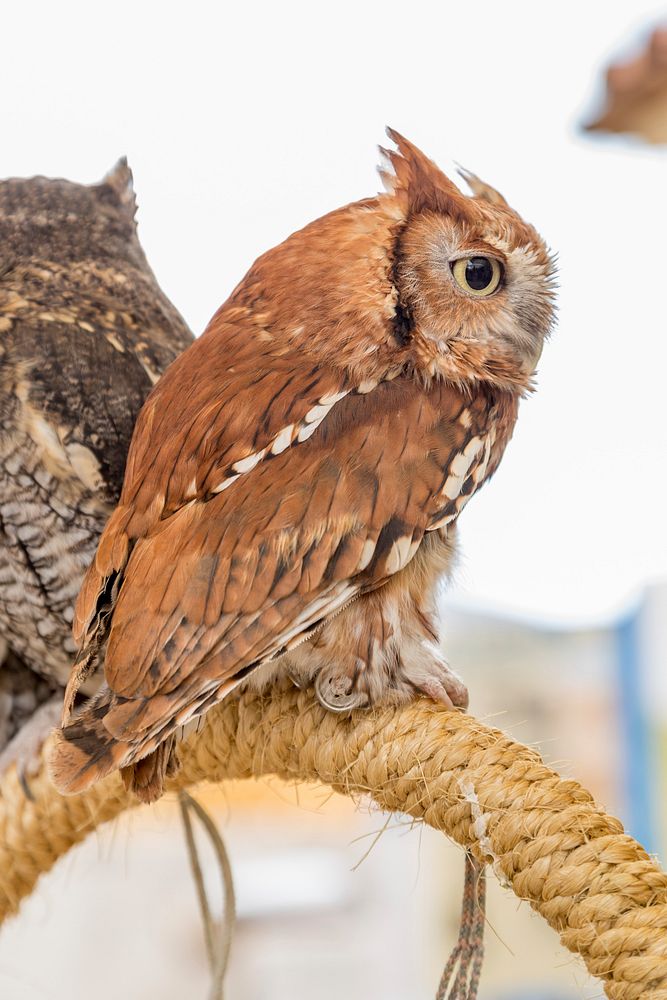 Eastern Screen Owl. Photo taken at Bird Fest on December 5, 2015. Original public domain image from Flickr