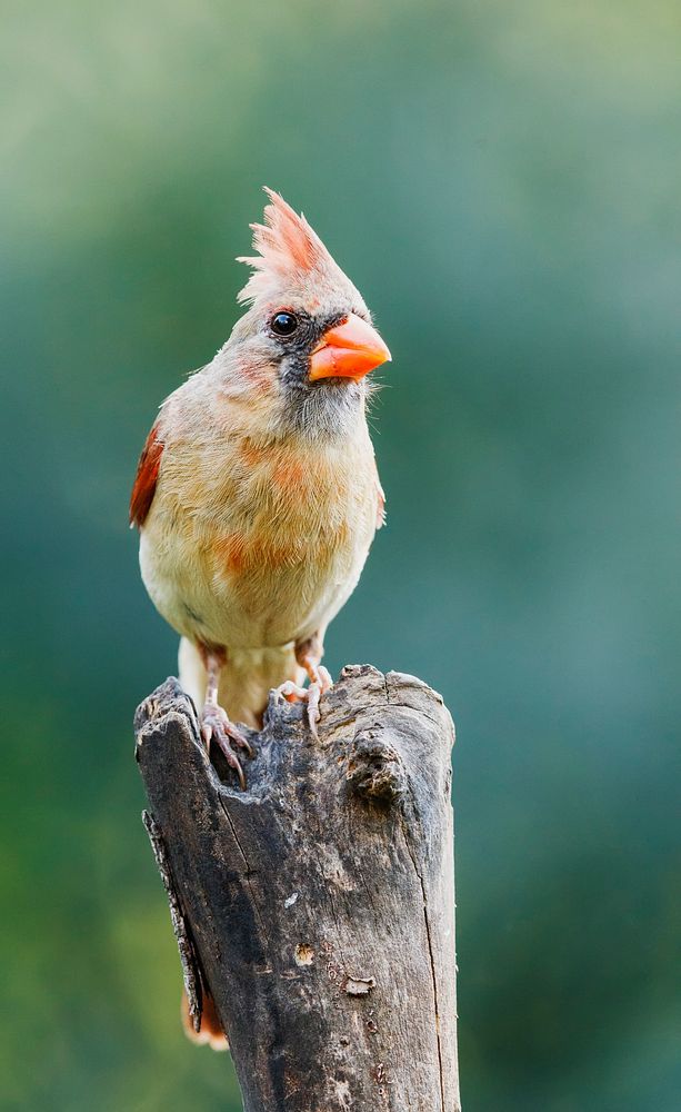 Female Northern cardinal bird. Free public domain CC0 photo.