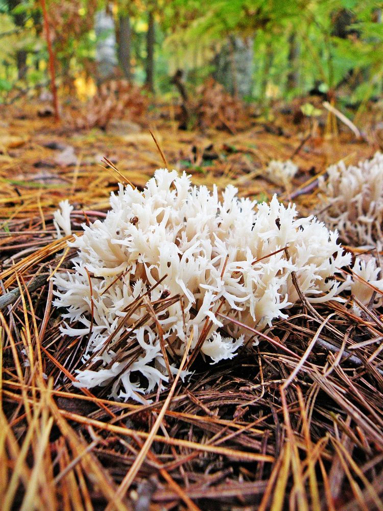 Fungus. Original public domain image from Flickr