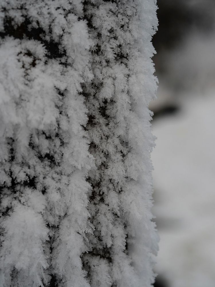 Snowbeard. Original public domain image from Flickr