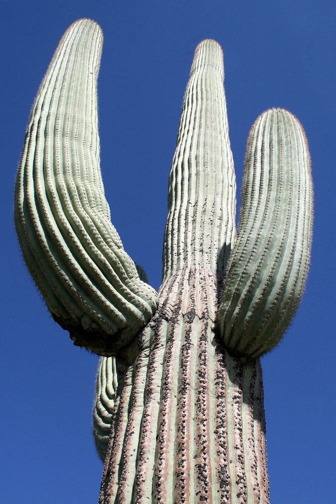Saguaro cactus, Photo by NPS/Todd M. Edgar. Original public domain image from Flickr