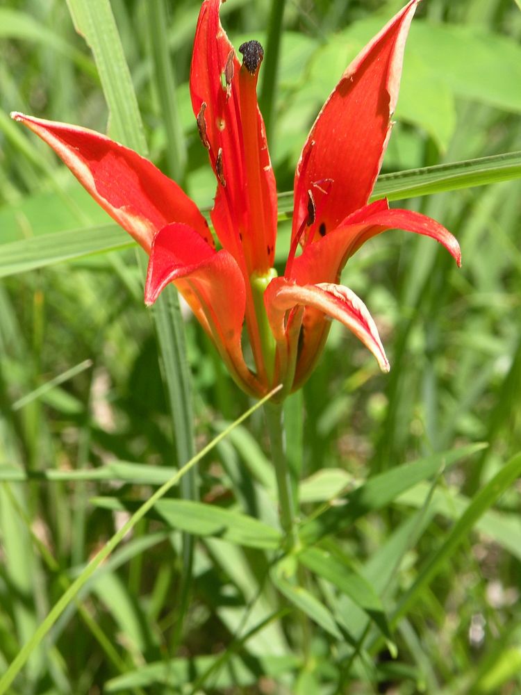 Wood Lily. Original public domain image from Flickr