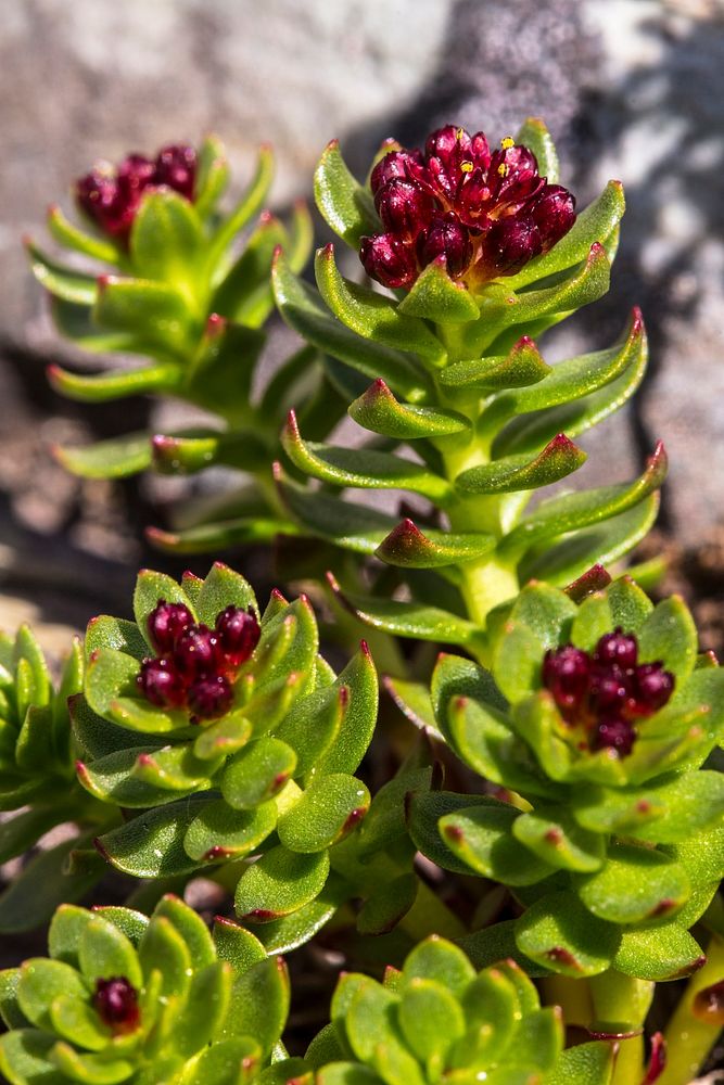 Queens Crown - Rhodiola integrifolia. Original public domain image from Flickr